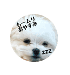 愛犬みりちゃん（個別スタンプ：8）