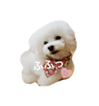 きゅん トイプードルたちII（個別スタンプ：1）