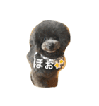 きゅん トイプードルたちII（個別スタンプ：6）