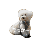 きゅん トイプードルたちII（個別スタンプ：11）