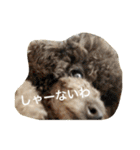 きゅん トイプードルたちII（個別スタンプ：16）