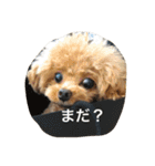 きゅん トイプードルたちII（個別スタンプ：17）