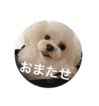 きゅん トイプードルたちII（個別スタンプ：19）