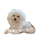 きゅん トイプードルたちII（個別スタンプ：20）
