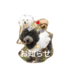 きゅん トイプードルたちII（個別スタンプ：21）