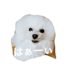 きゅん トイプードルたちII（個別スタンプ：22）