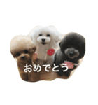 きゅん トイプードルたちII（個別スタンプ：29）