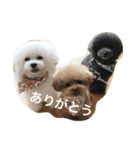 きゅん トイプードルたちII（個別スタンプ：30）