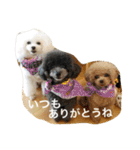 きゅん トイプードルたちII（個別スタンプ：31）