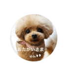 きゅん トイプードルたちII（個別スタンプ：33）