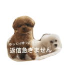 きゅん トイプードルたちII（個別スタンプ：37）