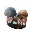きゅん トイプードルたちII（個別スタンプ：38）