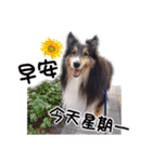 Cute sheltie2シェットランド シープドッグ（個別スタンプ：1）