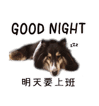 Cute sheltie2シェットランド シープドッグ（個別スタンプ：2）