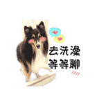 Cute sheltie2シェットランド シープドッグ（個別スタンプ：3）