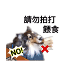 Cute sheltie2シェットランド シープドッグ（個別スタンプ：4）