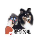 Cute sheltie2シェットランド シープドッグ（個別スタンプ：5）