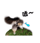 Cute sheltie2シェットランド シープドッグ（個別スタンプ：6）