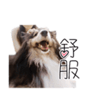 Cute sheltie2シェットランド シープドッグ（個別スタンプ：7）
