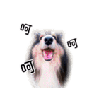 Cute sheltie2シェットランド シープドッグ（個別スタンプ：9）