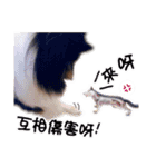 Cute sheltie2シェットランド シープドッグ（個別スタンプ：10）