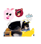 Cute sheltie2シェットランド シープドッグ（個別スタンプ：11）