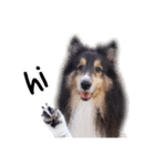 Cute sheltie2シェットランド シープドッグ（個別スタンプ：13）
