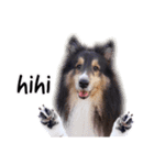 Cute sheltie2シェットランド シープドッグ（個別スタンプ：14）