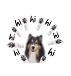 Cute sheltie2シェットランド シープドッグ（個別スタンプ：15）