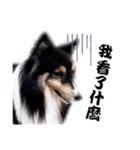 Cute sheltie2シェットランド シープドッグ（個別スタンプ：16）
