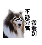 Cute sheltie2シェットランド シープドッグ（個別スタンプ：17）