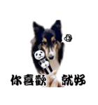 Cute sheltie2シェットランド シープドッグ（個別スタンプ：18）