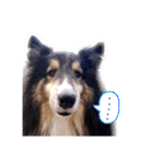 Cute sheltie2シェットランド シープドッグ（個別スタンプ：19）