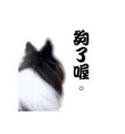 Cute sheltie2シェットランド シープドッグ（個別スタンプ：20）
