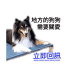 Cute sheltie2シェットランド シープドッグ（個別スタンプ：21）