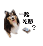 Cute sheltie2シェットランド シープドッグ（個別スタンプ：22）