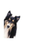 Cute sheltie2シェットランド シープドッグ（個別スタンプ：23）