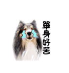 Cute sheltie2シェットランド シープドッグ（個別スタンプ：24）