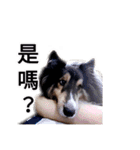 Cute sheltie2シェットランド シープドッグ（個別スタンプ：26）