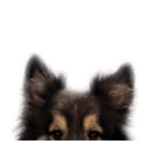 Cute sheltie2シェットランド シープドッグ（個別スタンプ：27）