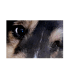Cute sheltie2シェットランド シープドッグ（個別スタンプ：28）