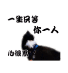 Cute sheltie2シェットランド シープドッグ（個別スタンプ：29）