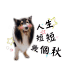 Cute sheltie2シェットランド シープドッグ（個別スタンプ：30）