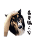 Cute sheltie2シェットランド シープドッグ（個別スタンプ：31）