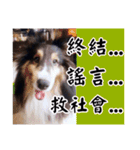 Cute sheltie2シェットランド シープドッグ（個別スタンプ：32）