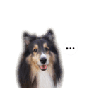 Cute sheltie2シェットランド シープドッグ（個別スタンプ：33）