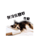 Cute sheltie2シェットランド シープドッグ（個別スタンプ：34）