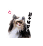 Cute sheltie2シェットランド シープドッグ（個別スタンプ：35）