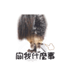 Cute sheltie2シェットランド シープドッグ（個別スタンプ：36）