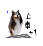Cute sheltie2シェットランド シープドッグ（個別スタンプ：37）